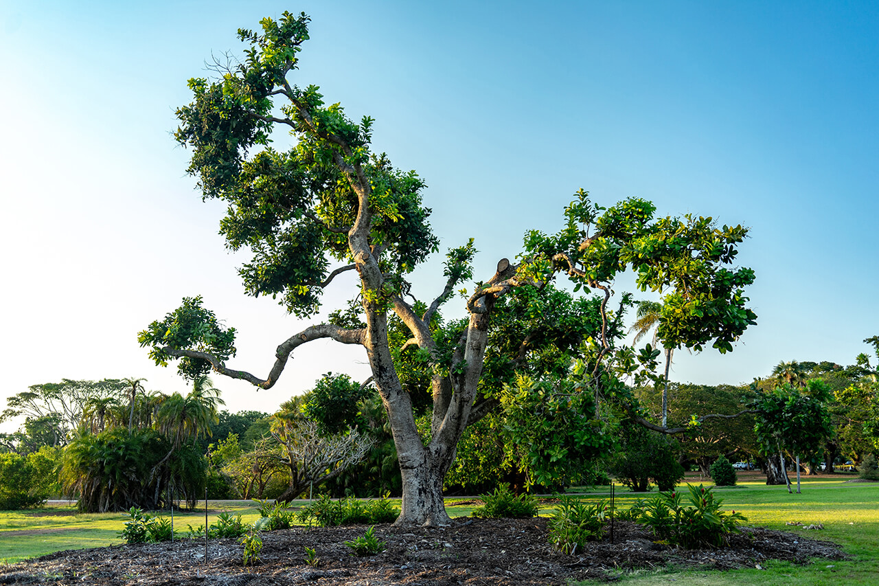 George Brown Darwin Botanic Gardens - Campervan Hire Australia - Campervan Rental Shop